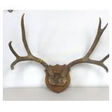 Deer Antlers 3x4 Approx 4Lbs w/Out Wood Mount