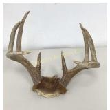 Deer Antlers 3x3  Approx 2 Lbs