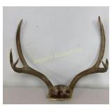 Deer Antlers 2x3 Approx 1ï¿½ Lbs