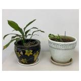 Potted House Plants Spathiphyllum Peace