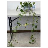 Golden Pathos Potted House Plant