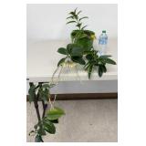 Hoya Multiflora Potted House Plant