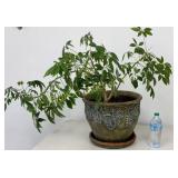 Dwarf Umbrella Tree Potted House Plant