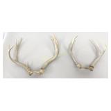 Deer Antlers 2 Set  2x2 & 4 x 4