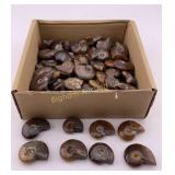 Polished Ammonite Fossil Collection