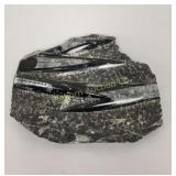 Polished Orthoceras Cephalopods Fossil