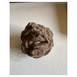 Metasequoia Pine Cone?
