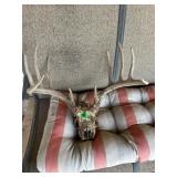 Deer skull