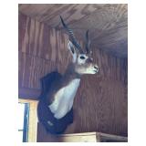 Antelope? mont