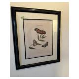 Framed Butterfly picture