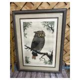 Large signed and numbered Little Owl picture