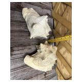 2 Large Seashells