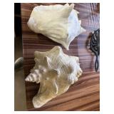 Large Seashells