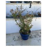 glazed planter and plant