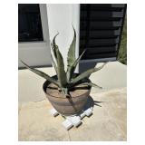 Plant, planter and stand