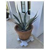 Plant, planter and wooden stand