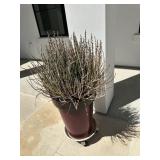 Plant, planters and stand