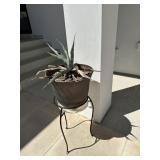 Plant, planters and stand