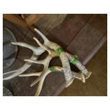 Misc deer horns