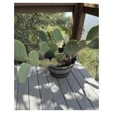 MIsc outdoor cactus