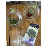Plants in glass
