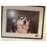 Black and white dog picture