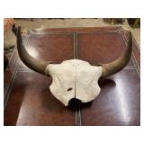 Bison Skull w horns