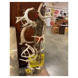 Deerhorn display 4 foot tall