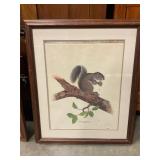 Jim Oliver numbered print Eastern Gray Squirrel