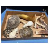 Flat of misc shells/ skulls