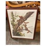 ï¿½Red Squirrelsï¿½ Jim Oliver signed print 18ï¿½ x 21ï¿½