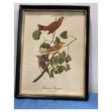 Summer Tanager Picture 13"x9.5"