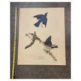 Printed bird picture