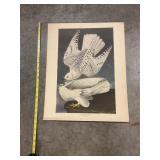 Printed falcon picture