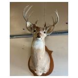 Deer Head Mount on plaque