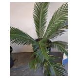 LIVE SAGO PALM PLANT