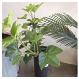 LIVE PLANT