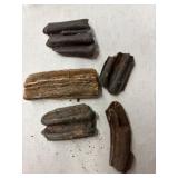 FOSSILIZED HORSE TEETH