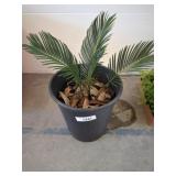 LIVE SAGO PALM PLANT