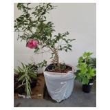 LIVE CAMELLIA JAPONICA PLANT