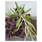 4 LIVE PLANTS-WANDERING JEW, ALOE VERA, MISC