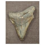 MEGALODON TOOTH