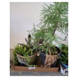 LIVE PLANTS-CREEPING JENNY, CEDAR, WANDERING