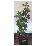 LIVE PLANT