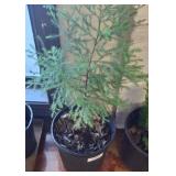 LIVE CEDAR PLANT