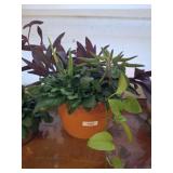 GROUP OF PLANTS IN PLANTER-PURPLE HEART,