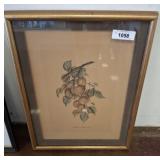 FRUIT TREE ETCHING FRAMED AND MATTED, 18X24