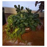 3 LIVE PLANTS IN PLANTER