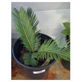 LIVE SAGO PALM