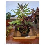 GROUP OF LIVE PLANTS